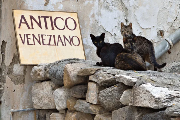 Katzen auf der Insel Naxos in Griechenland — Stockfoto