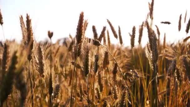 Wheat waving — Stock Video