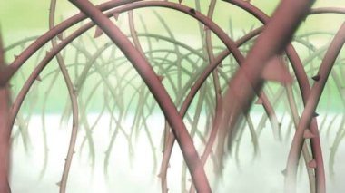 Thorn flora bataklık