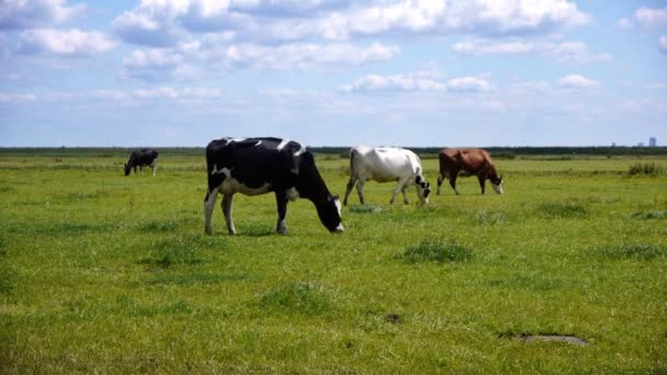 Três vacas — Vídeo de Stock