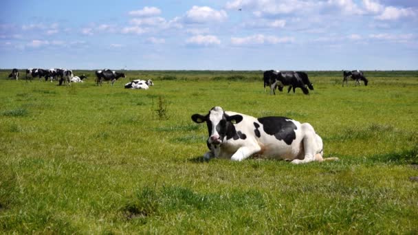 Cow in dutch landscape — Stock Video