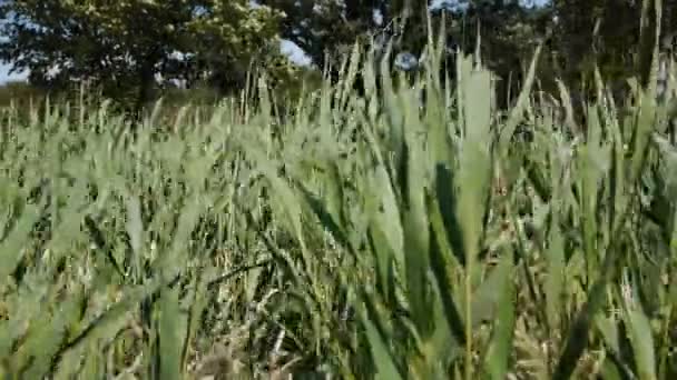 Gras aus nächster Nähe — Stockvideo