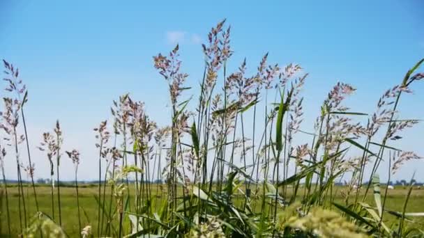 Gras in holländischer Landschaft — Stockvideo