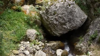 Botanik bitki gorges de la fou, Fransa
