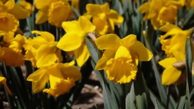 Rüzgar close-up sallayarak çiçekler