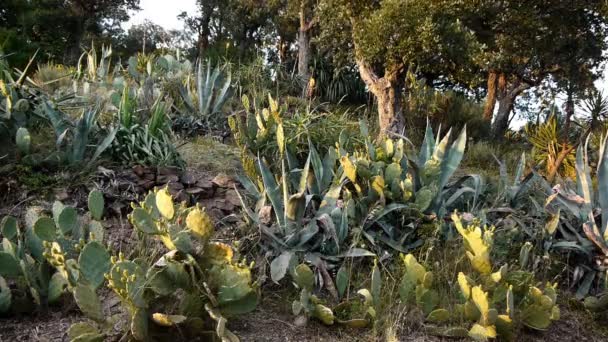 Цветущие суккуленты и кактусы на юге Франции — стоковое видео