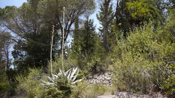 Grote bloeiende cactus in Zuid-Frankrijk — Stockvideo