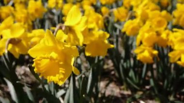 Rüzgar close-up sallayarak çiçekler