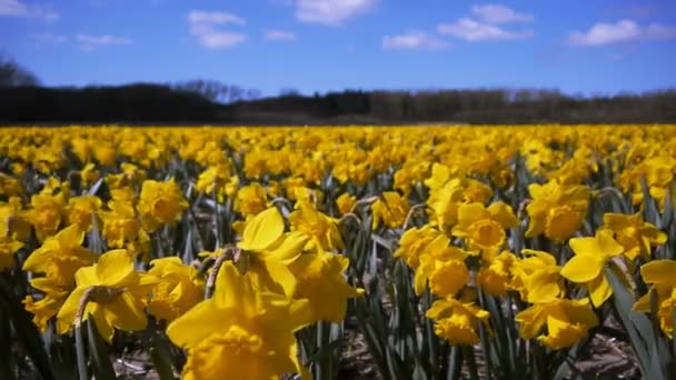 Feld der Narzissenblüten — Stockvideo