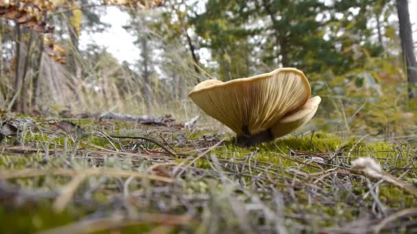 Mushroom in autumn — Stock Video