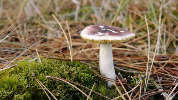 Mushroom in forest — Stock Video