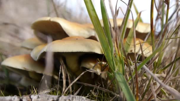 Mushrooms and grass — Stock Video