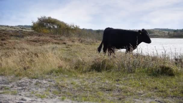 Landschaft mit vorbeiziehenden Kühen — Stockvideo