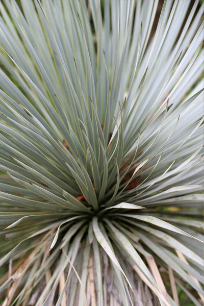 Abstract shrub — Stock Photo, Image