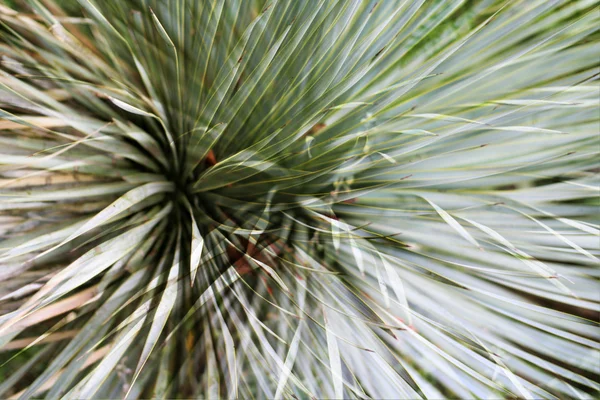 Abstract shrub — Stock Photo, Image