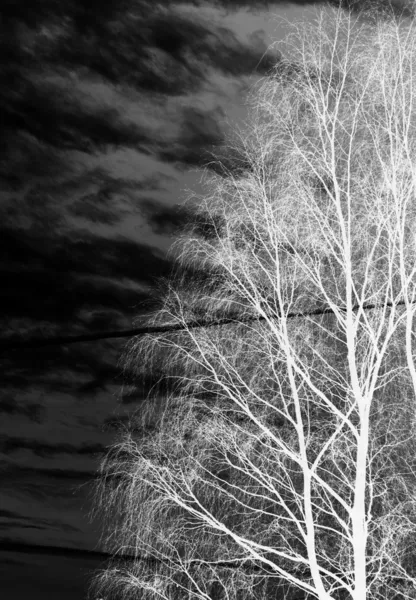 Çıplak ağaca — Stok fotoğraf