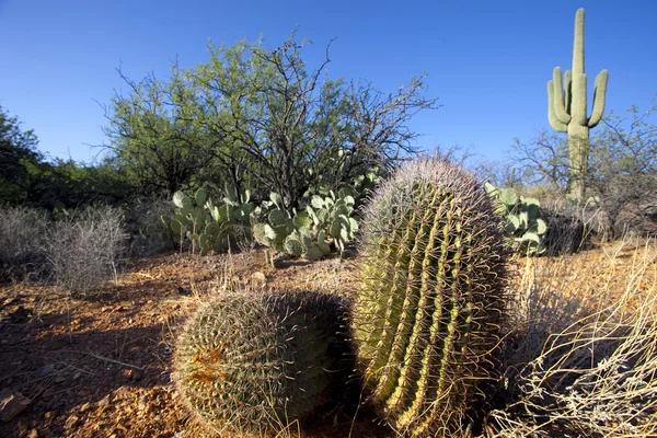 Cactus — Stockfoto