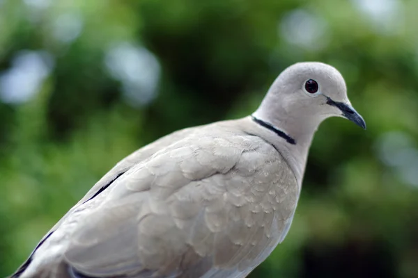 Grey dove — Stock Photo, Image