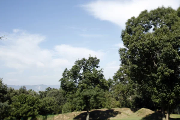 라 세라 나무 — 스톡 사진