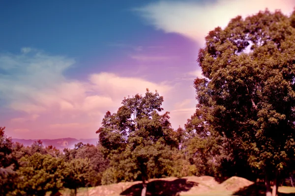 La serra trees — Stock Photo, Image