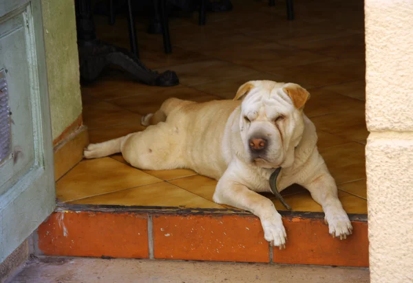 Ξαπλωμένο σκύλο — Φωτογραφία Αρχείου