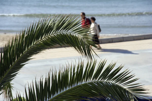 Palm branch on beach — Stock Photo, Image