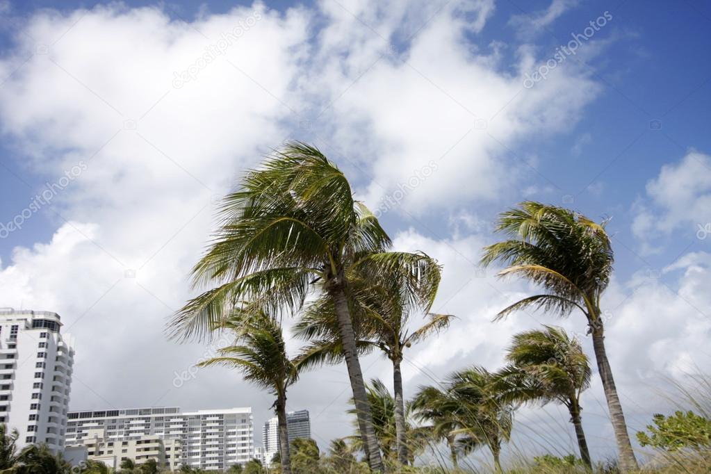 blowing palms