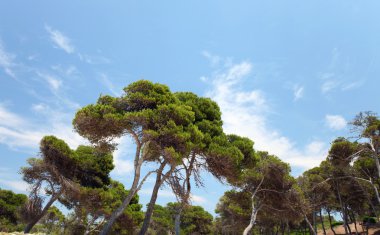 çam ağaçları