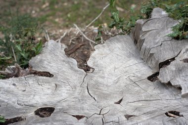 ağaç kütüğü