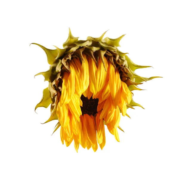 Morire girasole isolato — Foto Stock