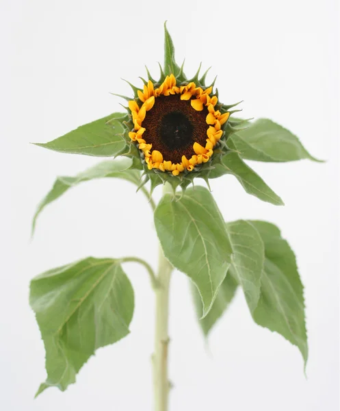 Sonnenblume — Stockfoto