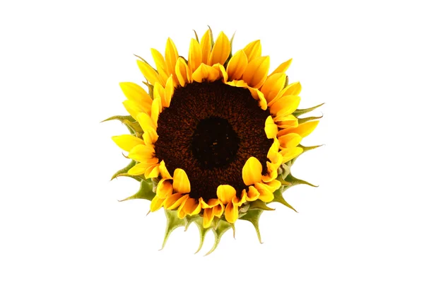 Girasole isolato — Foto Stock