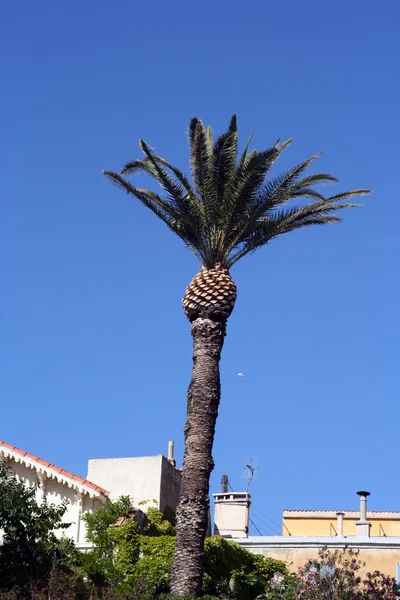 Höga palm — Stockfoto