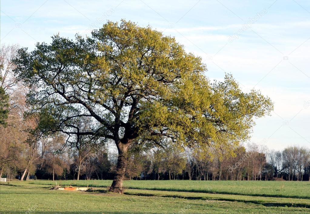 tree and sky