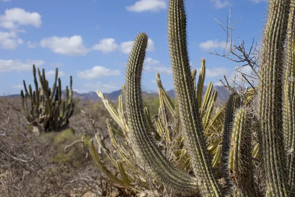 Desert in baja california — Stockfoto