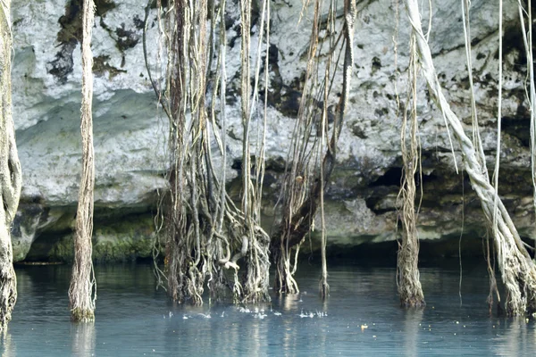 Cenote mexicano, sumidero — Foto de Stock