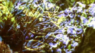 bir akvaryum balık vurdu