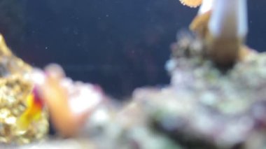 bir akvaryum balık vurdu