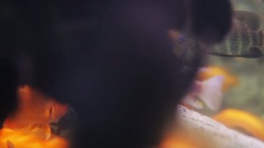 bir akvaryum balık vurdu