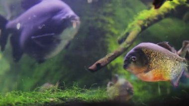 bir akvaryum balık vurdu