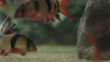 bir akvaryum balık vurdu