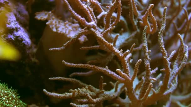 Prise de vue de poissons dans un aquarium — Video