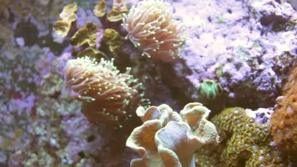 Prise de vue de poissons dans un aquarium 