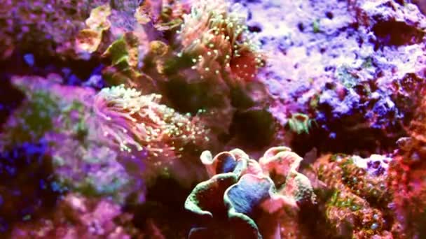 Prise de vue de poissons dans un aquarium — Video