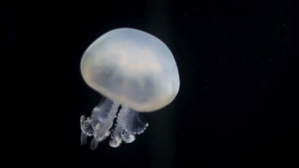 Jellyfish in aquarium — Stock Video