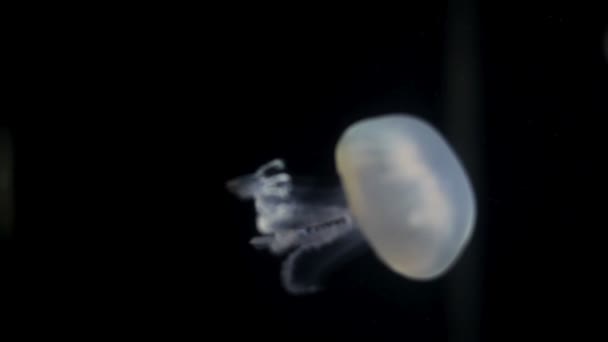 Medusas en el acuario — Vídeo de stock
