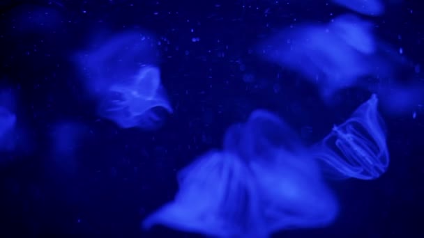 Medusas en el acuario — Vídeo de stock