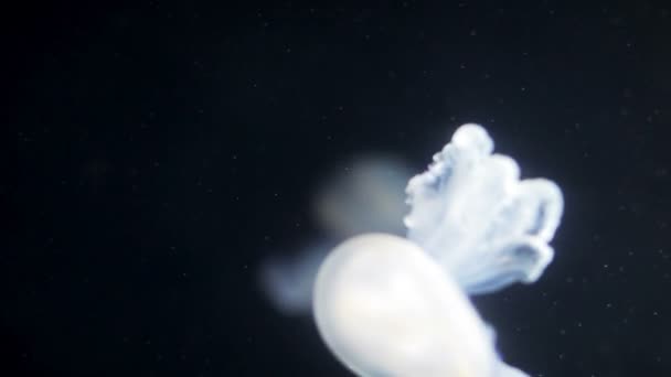 Medusas en el acuario — Vídeo de stock