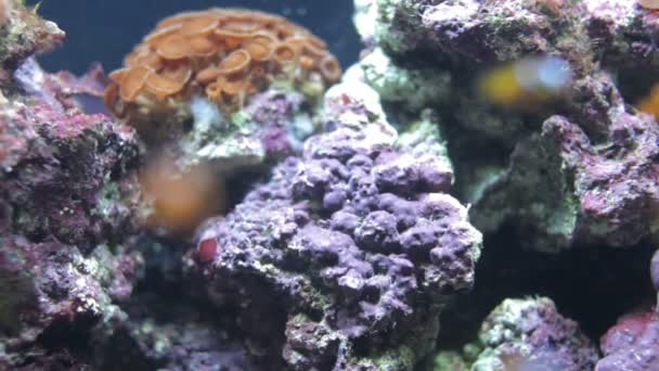 Выстрел рыбы в аквариуме — стоковое видео