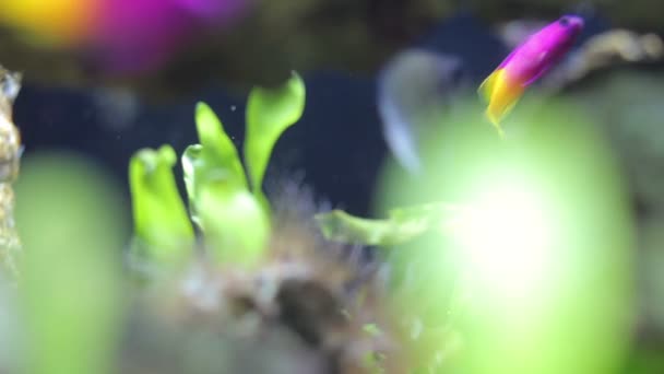 Shot of fish in an aquarium — Stock Video